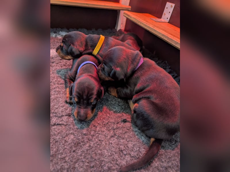 Dobermann Welpen