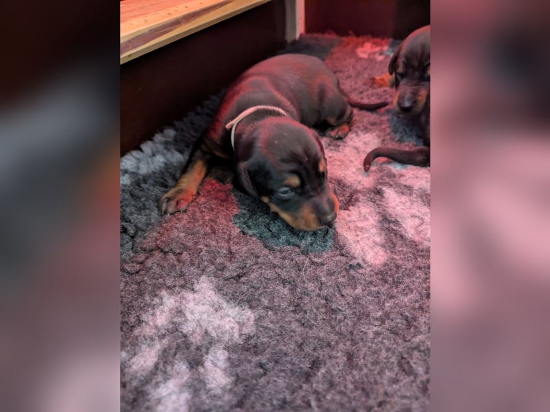 Dobermann Welpen