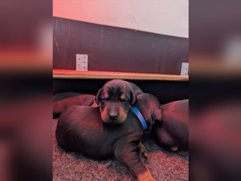 Dobermann Welpen