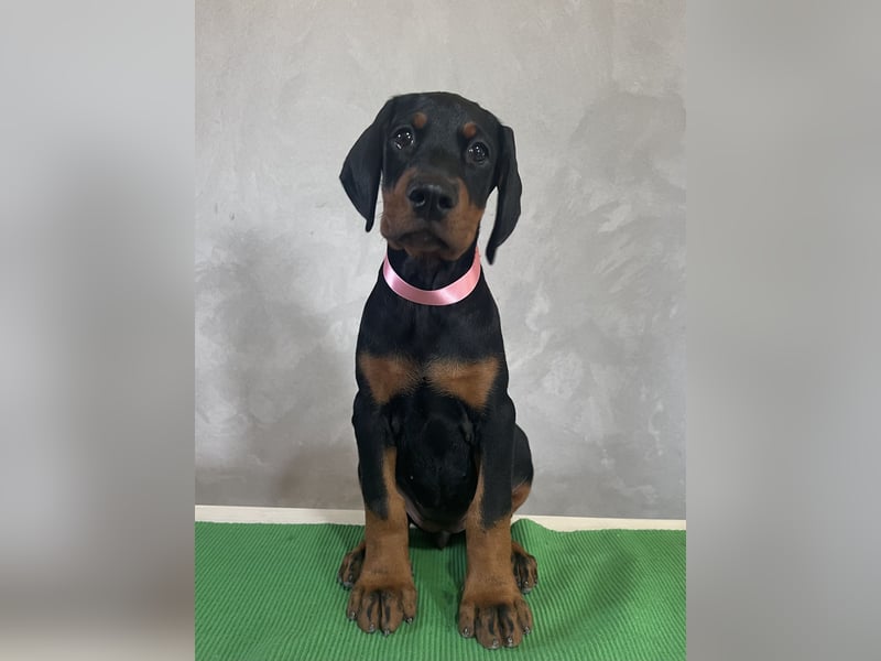 dobermann welpen