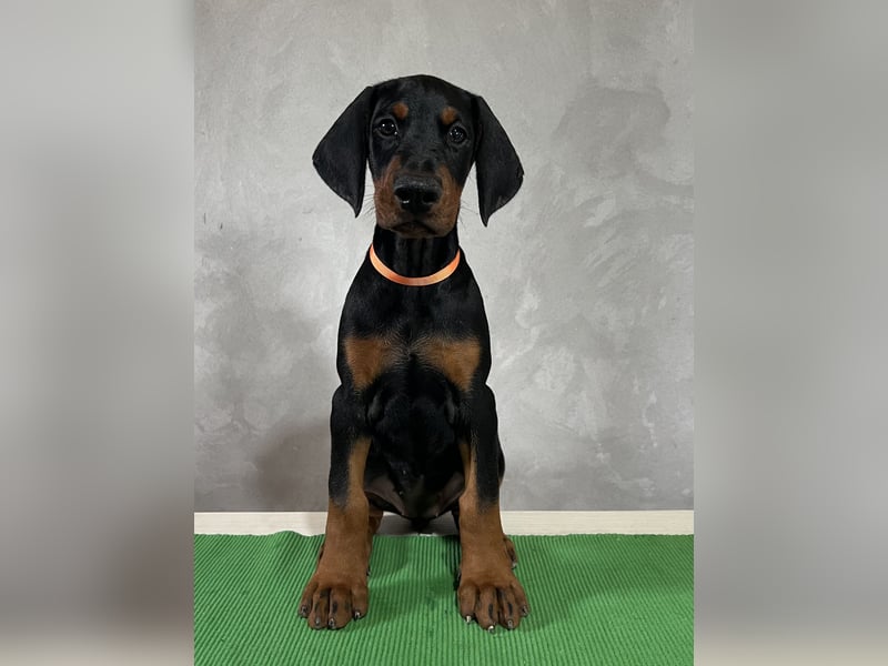 dobermann welpen