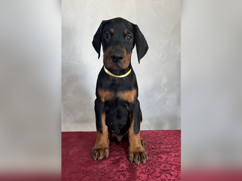 dobermann welpen