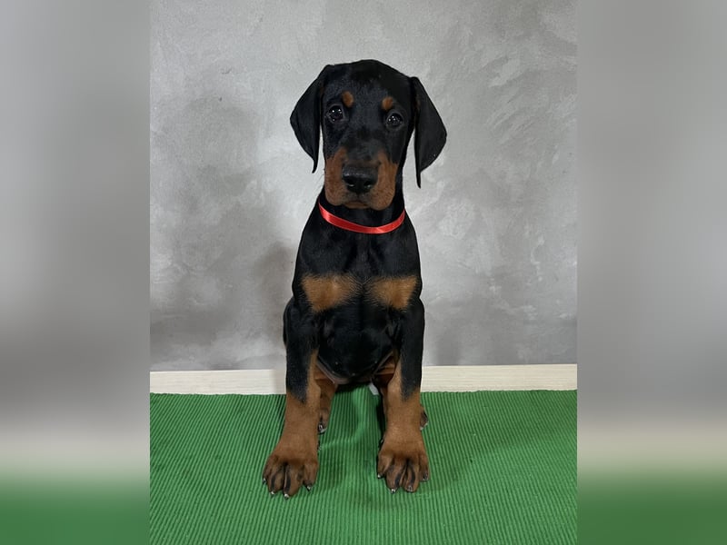 dobermann welpen
