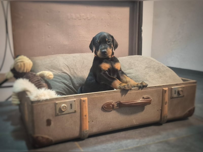 Dobermann Welpe