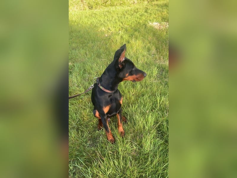 Enzo kein einfacher Dobermann