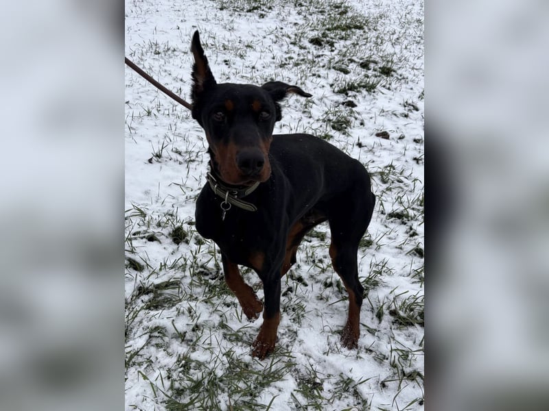 Enzo - kein einfacher Dobermann