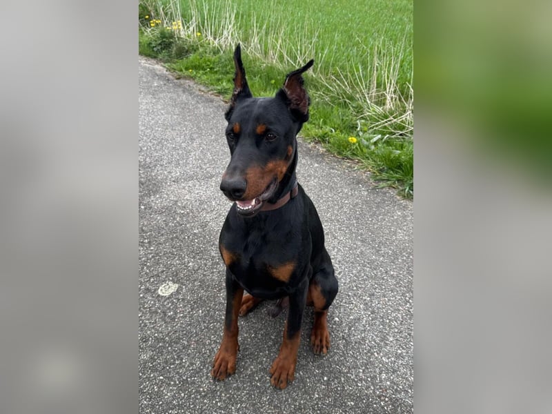 Enzo - kein einfacher Dobermann