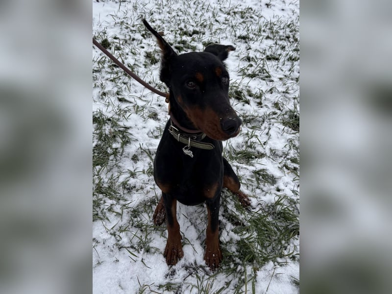 Enzo - kein einfacher Dobermann
