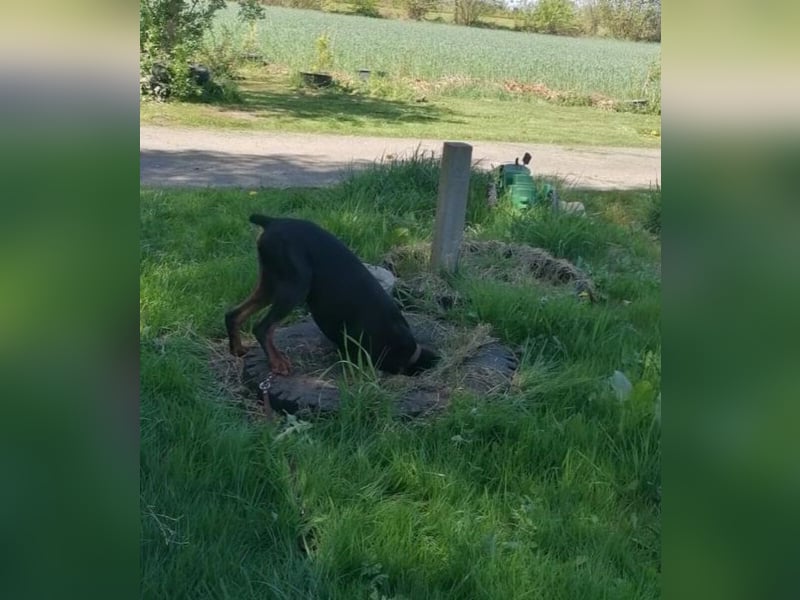 Enzo kein einfacher Dobermann