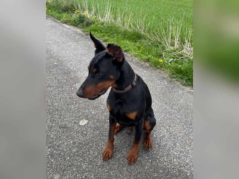 Enzo kein einfacher Dobermann