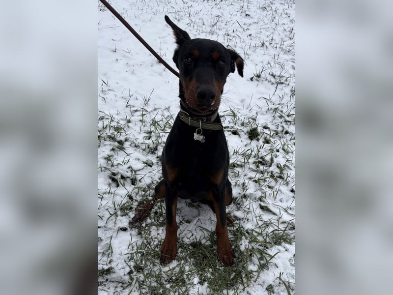 Enzo - kein einfacher Dobermann