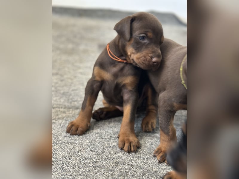 Brauner Dobermann Rüde aus international erfolgreicher FCI-Zucht – Nero di Angelo