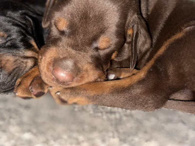 Brauner Dobermann Rüde aus international erfolgreicher FCI-Zucht – Nero di Angelo