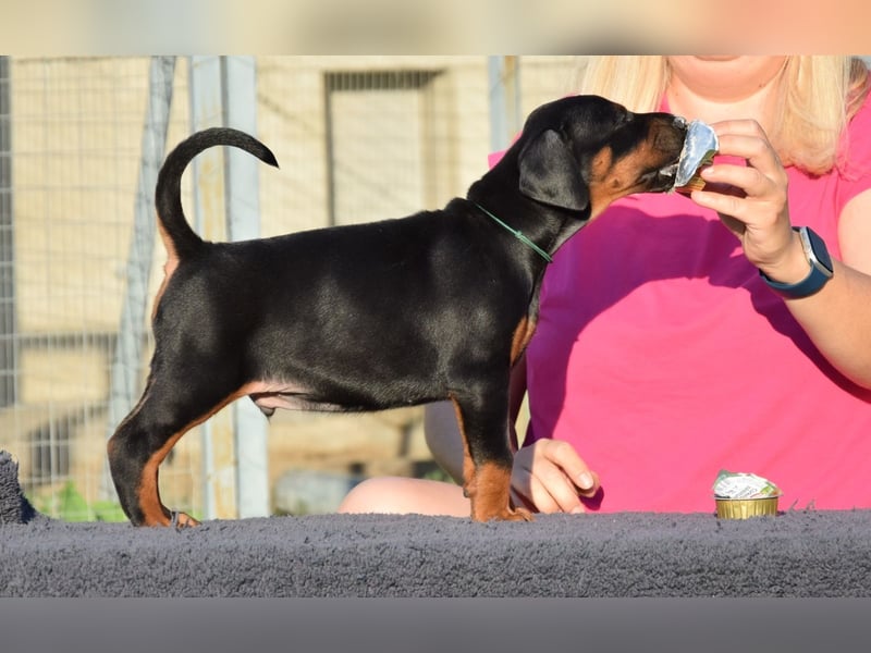 Brauner Dobermann Rüde aus international erfolgreicher FCI-Zucht – Nero di Angelo