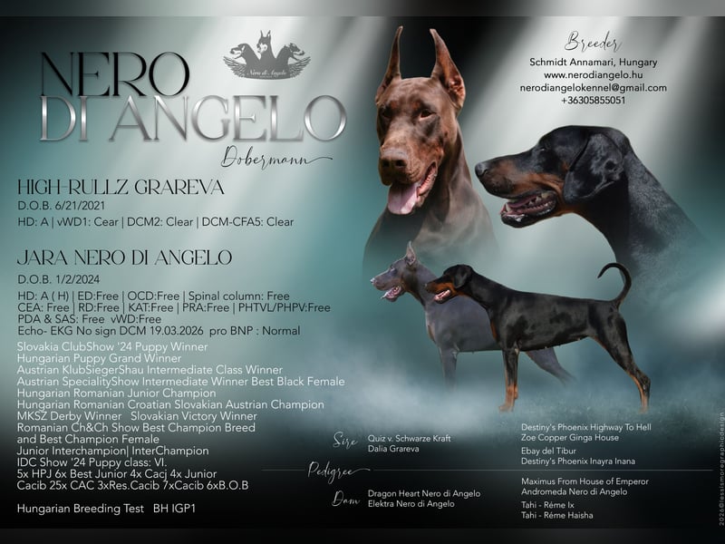Brauner Dobermann Rüde aus international erfolgreicher FCI-Zucht – Nero di Angelo