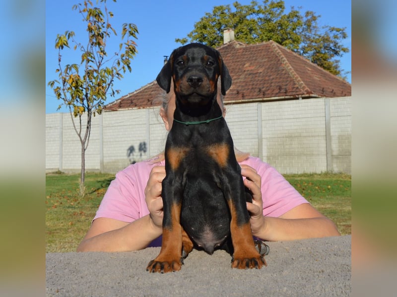 Dobermann Welpen  1  schwarzer Rüde und 1 schwarze Hündin verfügbar