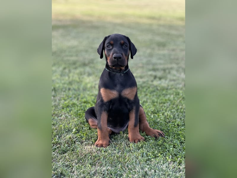 Brauner Dobermann Rüde aus international erfolgreicher FCI-Zucht – Nero di Angelo