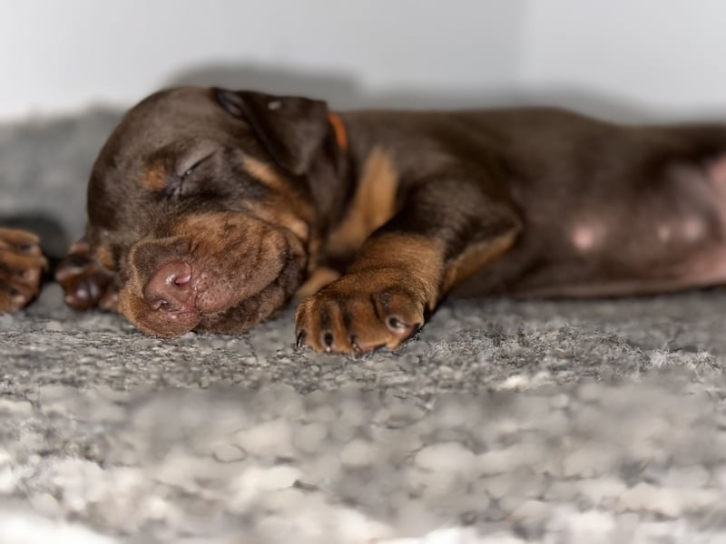 Brauner Dobermann Rüde aus international erfolgreicher FCI-Zucht – Nero di Angelo