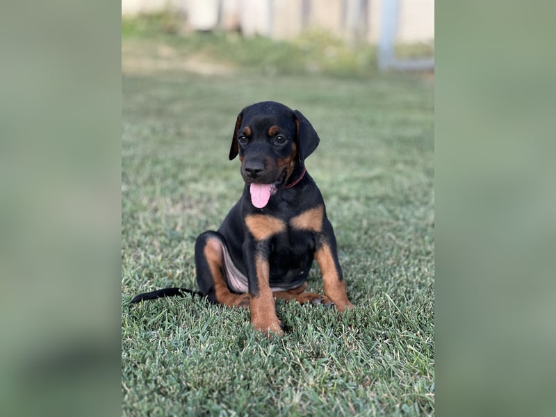 Brauner Dobermann Rüde aus international erfolgreicher FCI-Zucht – Nero di Angelo