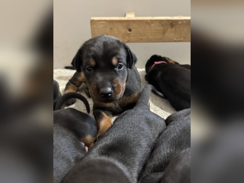 Dobermann Welpen  1  schwarzer Rüde und 1 schwarze Hündin verfügbar