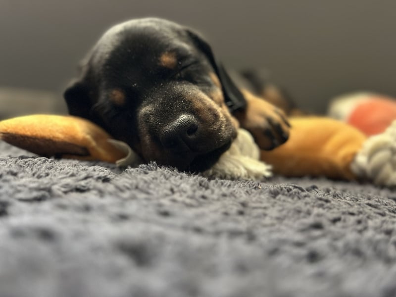 Dobermann Welpen  1  schwarzer Rüde und 1 schwarze Hündin verfügbar
