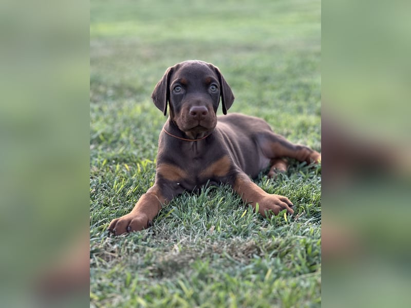 Brauner Dobermann Rüde aus international erfolgreicher FCI-Zucht – Nero di Angelo