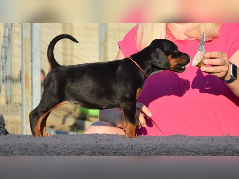 Brauner Dobermann Rüde aus international erfolgreicher FCI-Zucht – Nero di Angelo