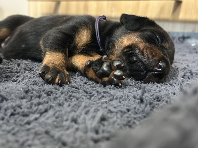 Dobermann Welpen  1  schwarzer Rüde und 1 schwarze Hündin verfügbar