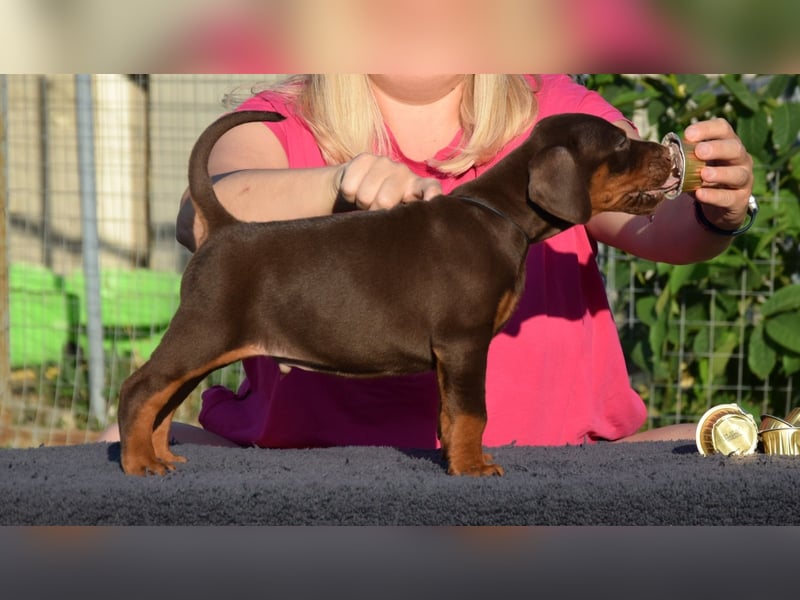 Brauner Dobermann Rüde aus international erfolgreicher FCI-Zucht – Nero di Angelo