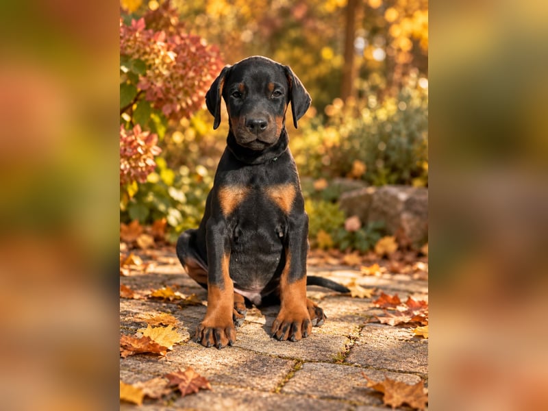 Dobermann Welpen  1  schwarzer Rüde und 1 schwarze Hündin verfügbar