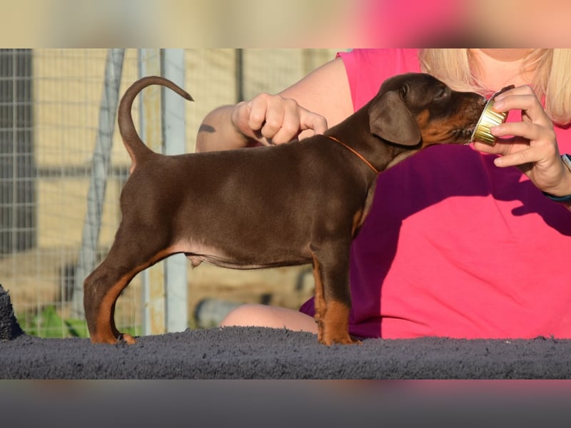Brauner Dobermann Rüde aus international erfolgreicher FCI-Zucht – Nero di Angelo