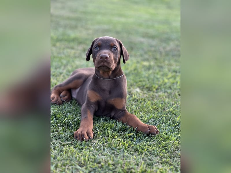 Brauner Dobermann Rüde aus international erfolgreicher FCI-Zucht – Nero di Angelo
