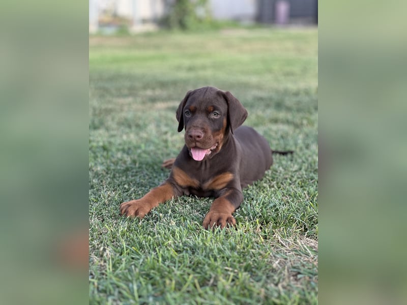 Brauner Dobermann Rüde aus international erfolgreicher FCI-Zucht – Nero di Angelo