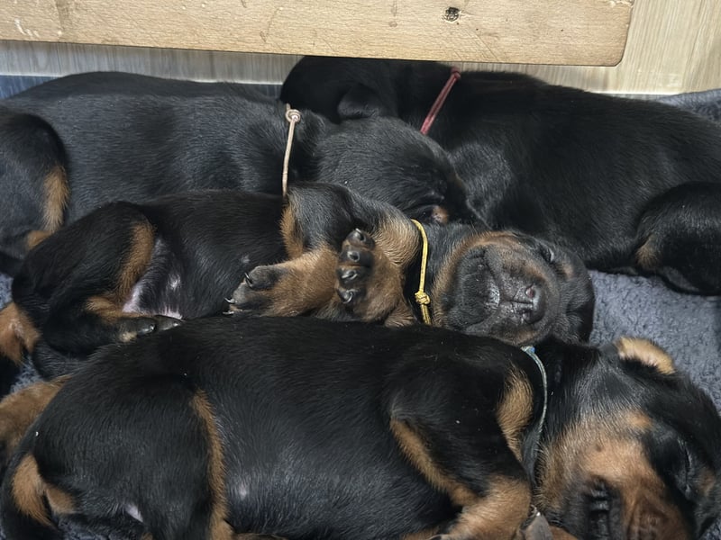Dobermann Welpen  1  schwarzer Rüde und 1 schwarze Hündin verfügbar
