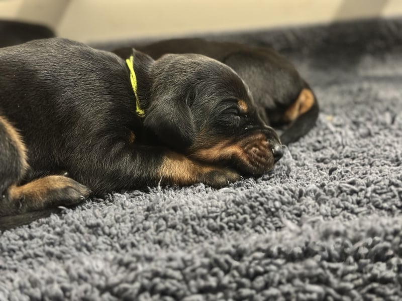 Dobermann Welpen  1  schwarzer Rüde und 1 schwarze Hündin verfügbar