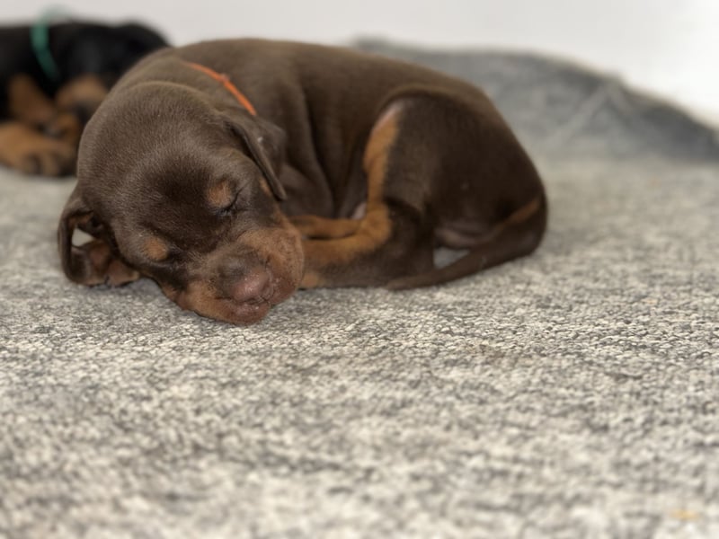 Brauner Dobermann Rüde aus international erfolgreicher FCI-Zucht – Nero di Angelo