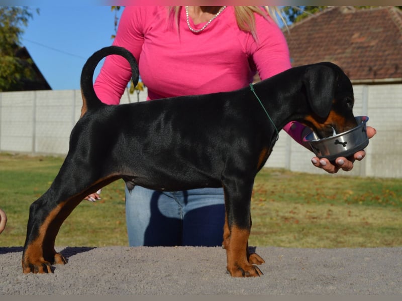 Dobermann Welpen  1  schwarzer Rüde und 1 schwarze Hündin verfügbar