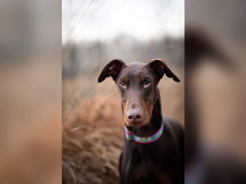 Dobermann, 14 Monate alt ( braun mit Abzeichen )