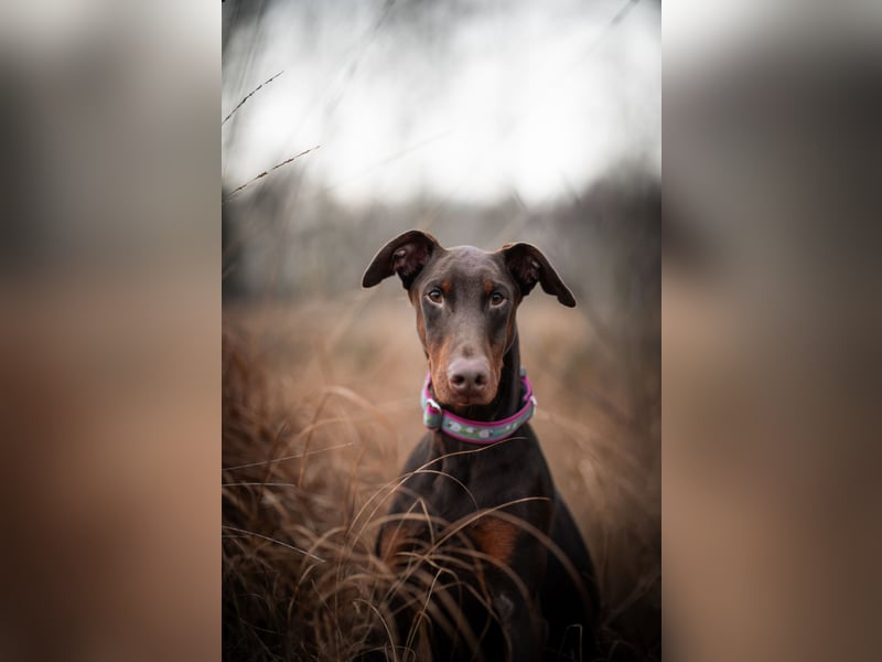 Dobermann, 14 Monate alt ( braun mit Abzeichen )
