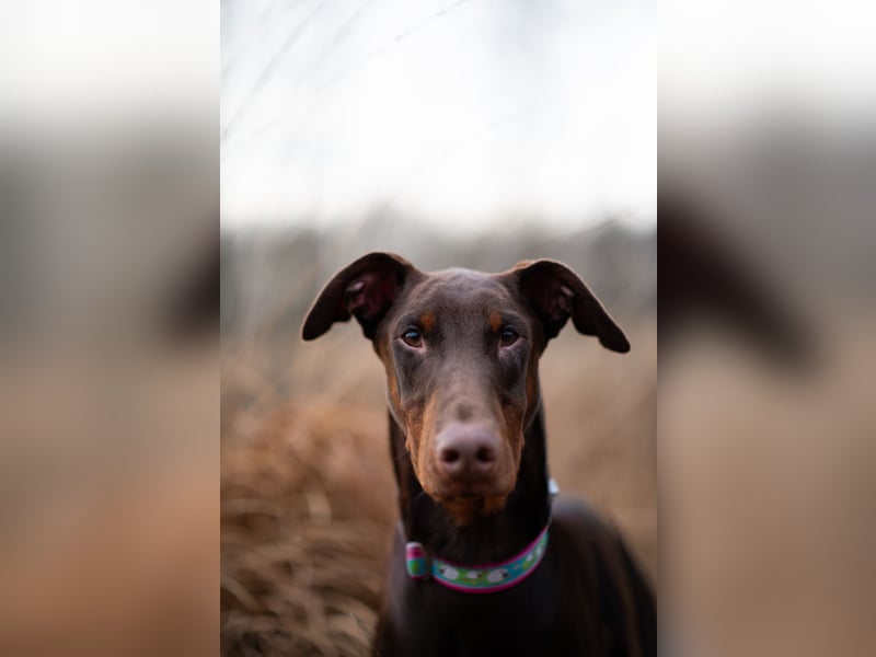 Dobermann, 14 Monate alt ( braun mit Abzeichen )