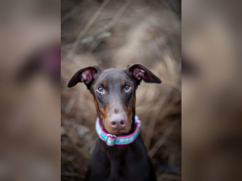 Dobermann, 14 Monate alt ( braun mit Abzeichen )