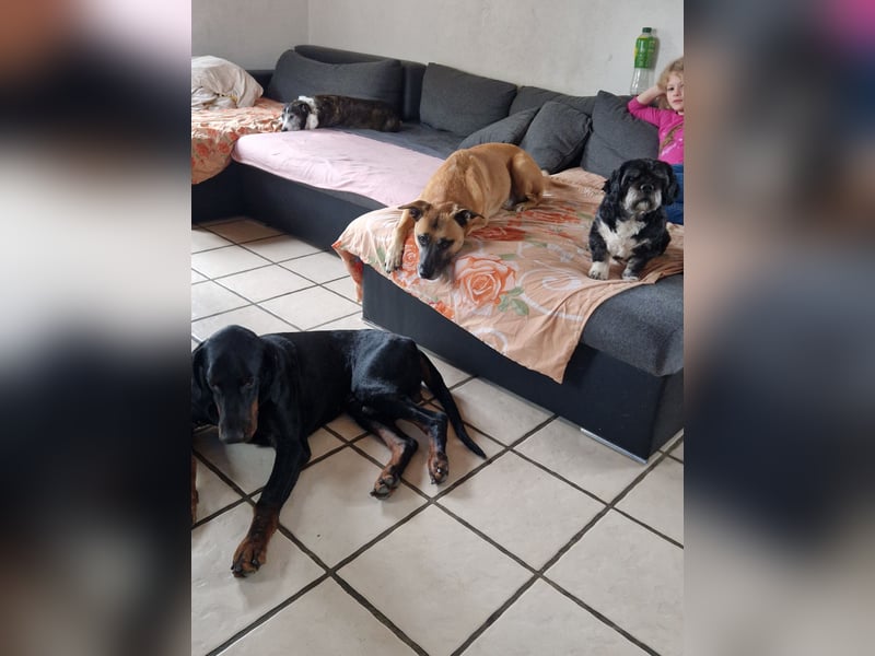 Zeus sucht sein endgültiges Zuhause