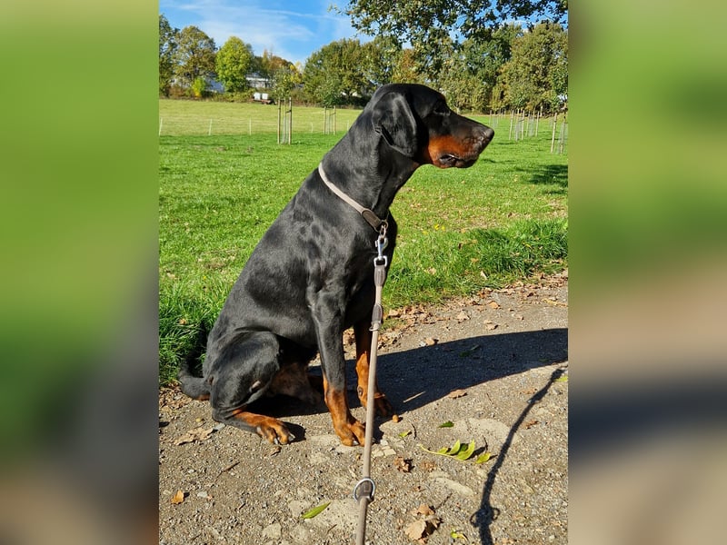 Zeus sucht sein endgültiges Zuhause