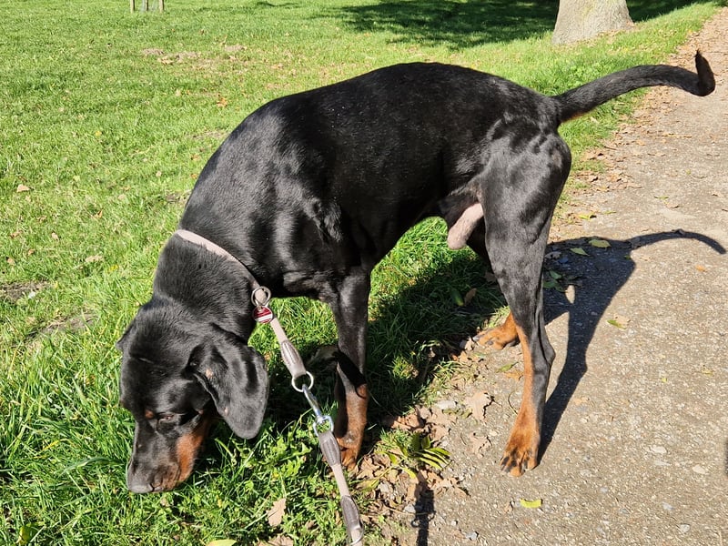 Zeus sucht sein endgültiges Zuhause