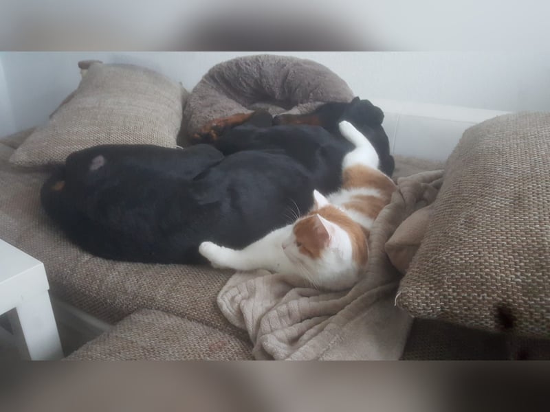 Zeus sucht sein endgültiges Zuhause