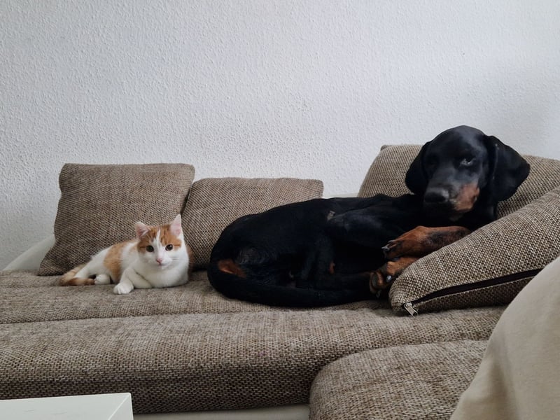 Zeus sucht sein endgültiges Zuhause