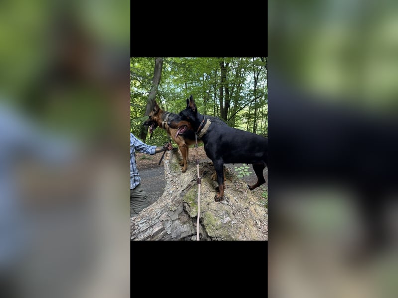 22 Monate alte Dobermann Hündin FCI Papier