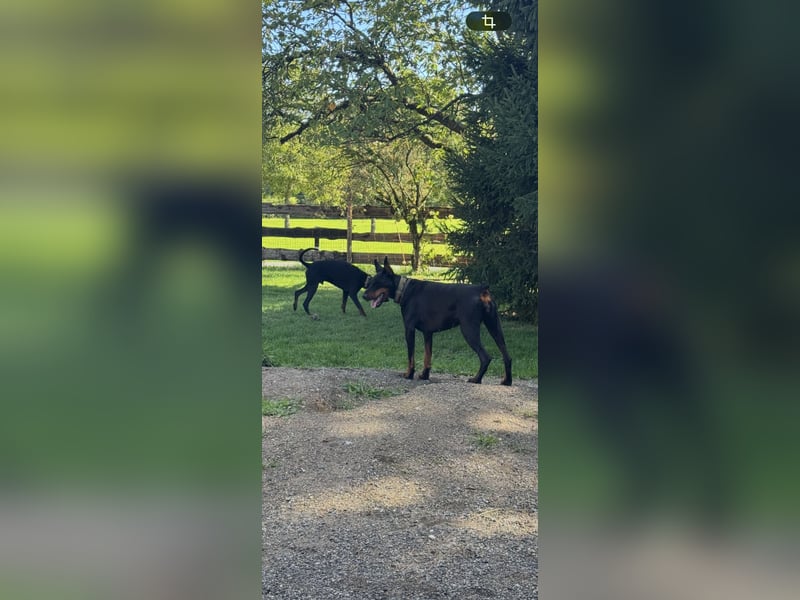 22 Monate alte Dobermann Hündin FCI Papier