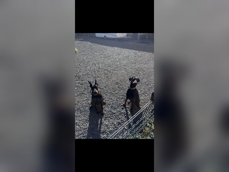 22 Monate alte Dobermann Hündin FCI Papier