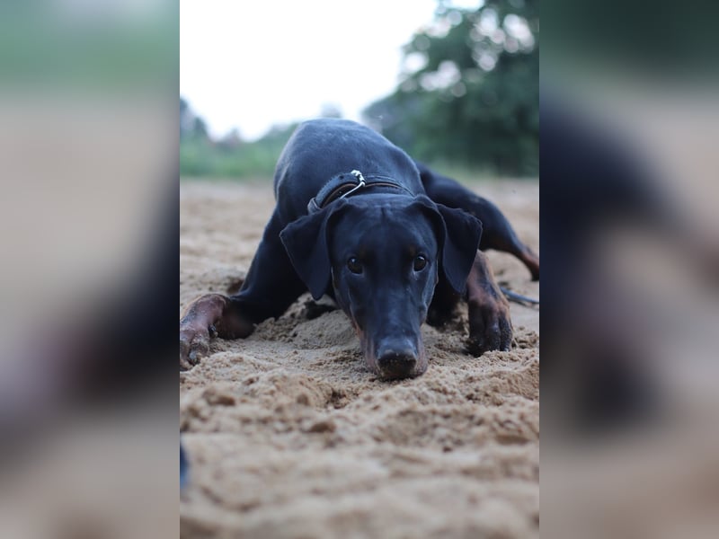 ❤️ Schweren Herzens suche ich ein neues Zuhause für meinen Rocky ❤️